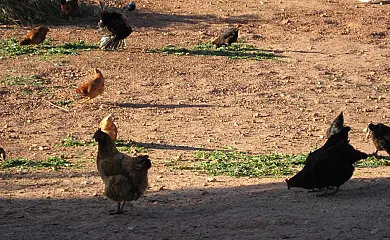 Casa Rural Los Nogales en Bogarra (Albacete) - Foto 2