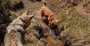 Cabañas  Llano de los Conejos 0017