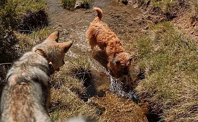 Cabañas  Llano de los Conejos en Cañamares (Cuenca) - Foto 17