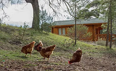 Cabañas  Llano de los Conejos en Cañamares (Cuenca) - Foto 12