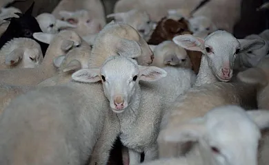 Casa Salva en La Rinconada de la Sierra (Salamanca) - Foto 12