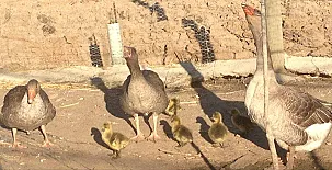 El Mirador de Adaja 004