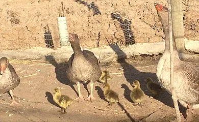 El Mirador de Adaja en Pajares de Adaja (Ávila) - Foto 4