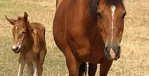 El Mirador de Adaja 002