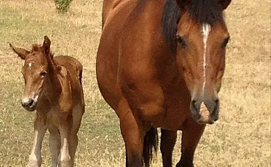 El Mirador de Adaja en Pajares de Adaja (Ávila) - Foto 2