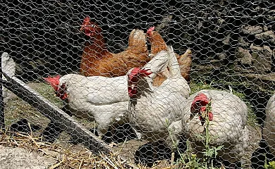 La Hacienda de Gredos en Guisando (Ávila) - Foto 5