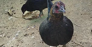 Mirador del Tío Capa 003