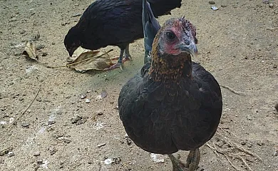 Mirador del Tío Capa en Burgohondo (Ávila) - Foto 3