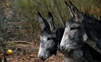 El Herrero en Cabezas Bajas (Ávila) - Foto 1