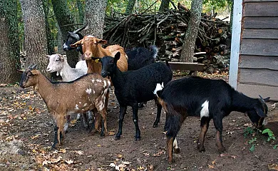 el Pastor en Cabezas Bajas (Ávila) - Foto 1