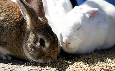El Carpintero en Cabezas Bajas (Ávila) - Foto 1