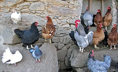 El Labrador en Cabezas Bajas (Ávila) - Foto 1