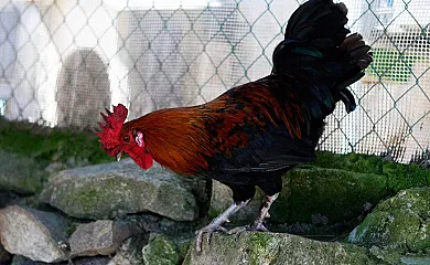 Casa Tía Clotilde en Cabezas Bajas (Ávila) - Foto 1