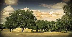 La Posada Real del Buen Camino 0036
