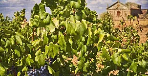 La Posada Real del Buen Camino 0070