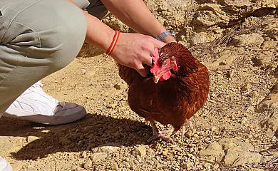 Casas y apartamentos Playamonte Rural en Navarres (Valencia) - Foto 14