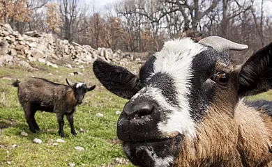 Casas El Molinero en Cabezas Altas (Ávila) - Foto 18