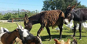 Masia Can Canyes & Spa 004