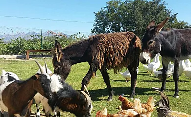 Masia Can Canyes & Spa en Sant Llorenç d'Hortons (Barcelona) - Foto 4