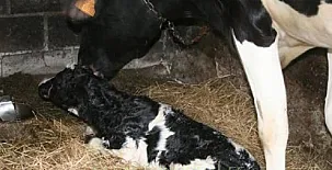 Ataraxía y Casa Ana 002