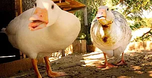 Posada Spa & Granja La Tejera de Lozoya 004