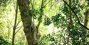 Molino del Marqués 0020