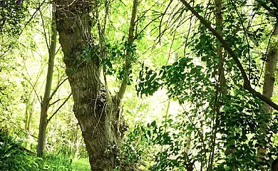 Molino del Marqués en Cañete (Cuenca) - Foto 20