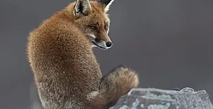 La Costana de Barbadillo 0019