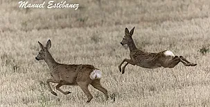 La Costana de Barbadillo 0028