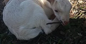 La Loma del Carrascal 0030