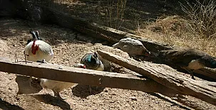 La Loma del Carrascal 0035