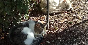 La Loma del Carrascal 0036