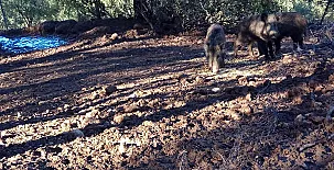 La Loma del Carrascal 0037