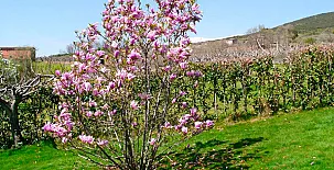 Casa El Higueral de la Sayuela 0024