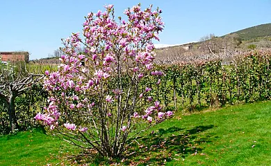 Casa El Higueral de la Sayuela en El Raso (Ávila) - Foto 24