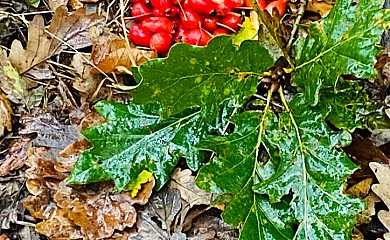 El Jardín del Alma en Brañosera (Palencia) - Foto 15