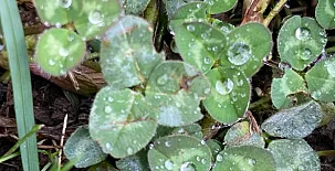 El Jardín del Alma 0024