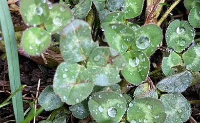 El Jardín del Alma en Brañosera (Palencia) - Foto 24