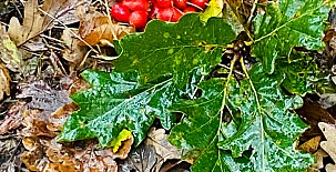 El Jardín del Alma 0027