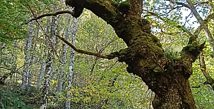 El Jardín del Alma 0029