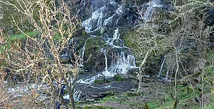 El Ciruelo Rojo**** 0043