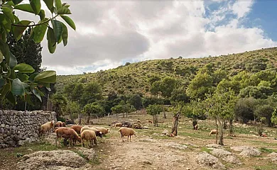 Can Faveta en Alcudia (Baleares) - Foto 2