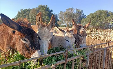 Son Llado en Campos (Baleares) - Foto 4