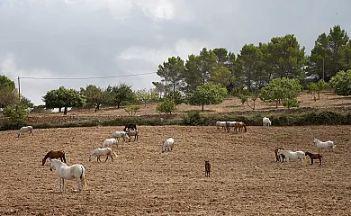 Es Rafal Podent en Manacor (Baleares) - Foto 5