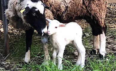 Can Guilló en Pollença (Baleares) - Foto 4