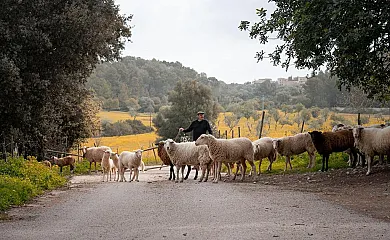 S´hort de Son Caulelles en Marratxi (Baleares) - Foto 5