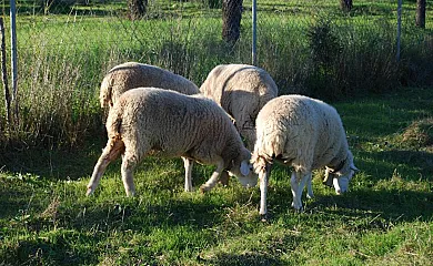 Son Vivot en Inca (Baleares) - Foto 5