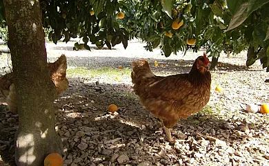 Perola en Llucmajor (Baleares) - Foto 5