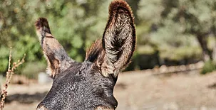 Alquería Blanca 003