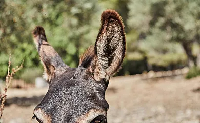 Alquería Blanca en Bunyola (Baleares) - Foto 3